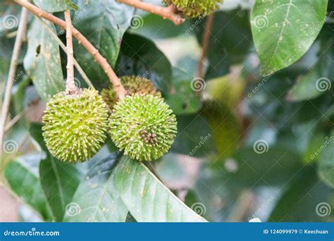 Fresh Organic Pulasan Fruit or Nephelium Hanging on Tree in Orchard ...