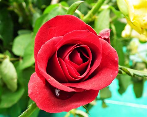 Rose Flower: Red Rose Flowers Are the Best Way to Say "I Love You"