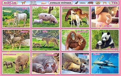 Animales Vivíparos