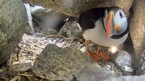 Who’s in the Puffin Burrow? | Explore