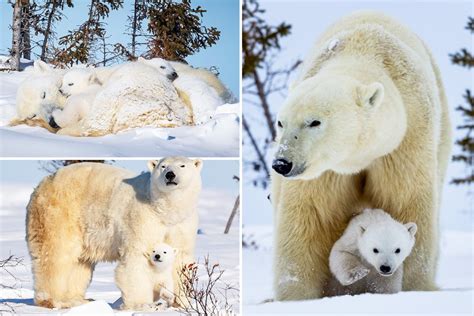 Playful polar bear cubs captured venturing out of their den for the ...