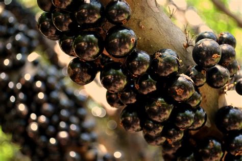 Jabuticaba