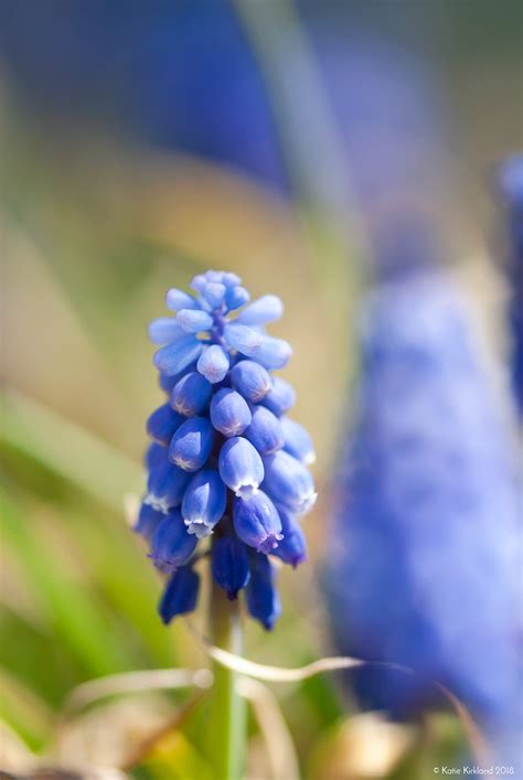 Purple Grape Hyacinths on Behance