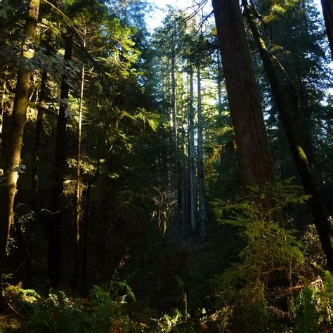 Del Norte Coast Redwoods State Park - All You Need to Know BEFORE You Go (2024)