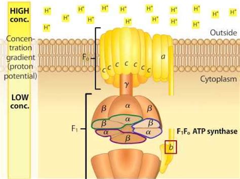 Atp Synthase Structure