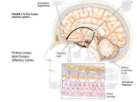 Piriform Cortex Anatomy