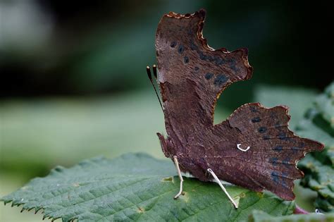 Comma — Northants Butterflies