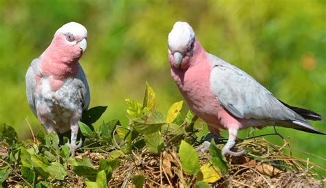 Galah Eolophus roseicapill kuhli Breeding Pair Female With… | Flickr