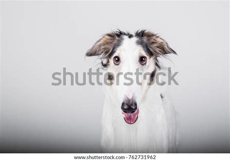 Happy Smiling Borzoi Dog Isolated On Stock Photo 762731962 | Shutterstock