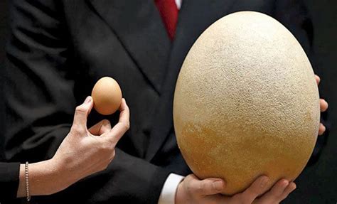 231 dinosaur eggs seized from home in China