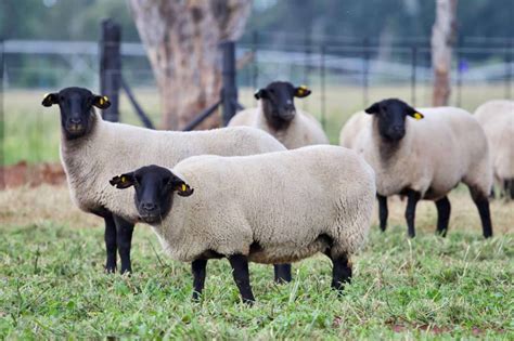 Suffolk Sheep Breeders - Hatari Farming