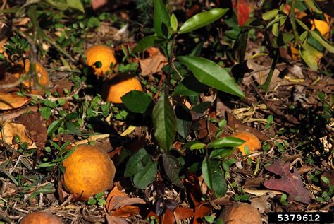 trifoliate orange (Citrus trifoliata)