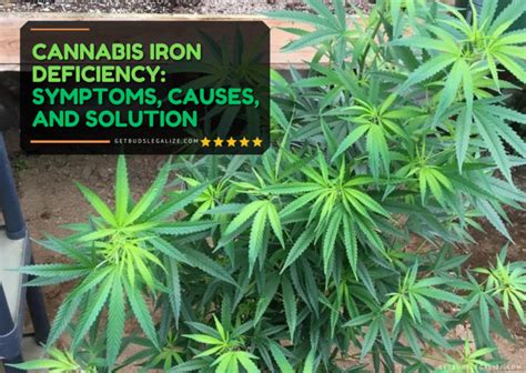 Cannabis Iron Deficiency: Symptoms, Causes, and Solution - GetBudsLegalize.com