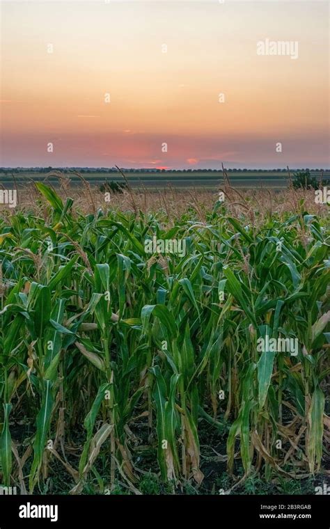 Beautiful green corn field at sunset. Corn field at sunset with ...