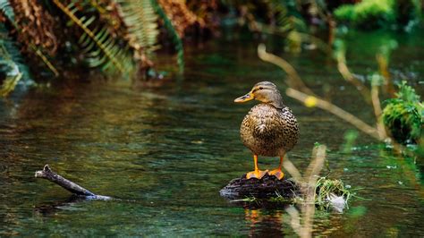 Wallpaper Duck, pond, water 1920x1200 HD Picture, Image