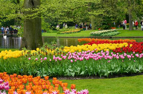 Flowers Gallery: Keukenhof Flower Garden