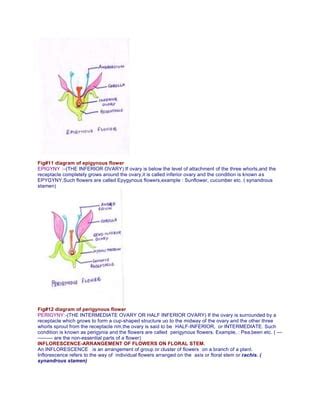 FLOWER STRUCTURE.docx