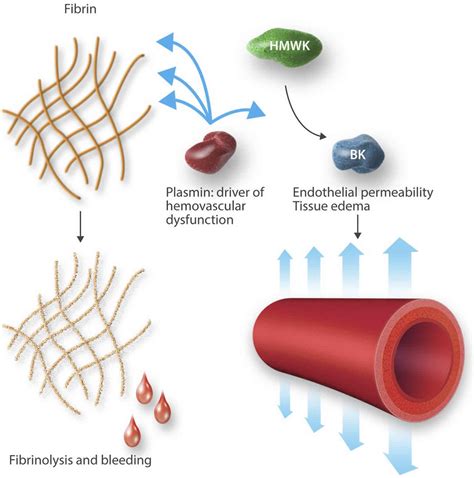 Plasmin, plasmin function, plasmin inhibitor & plasmin activator