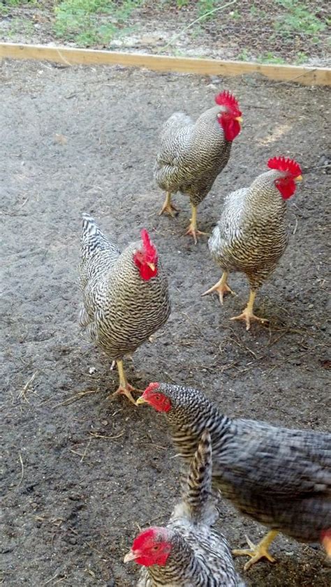 Dominicker or Barred Rock Roosters????