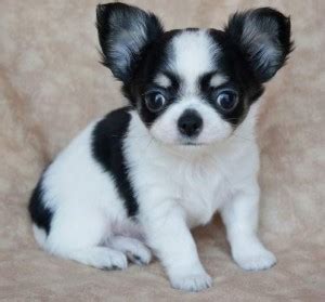 5 chihuahua puppies for free adoption don't miss this