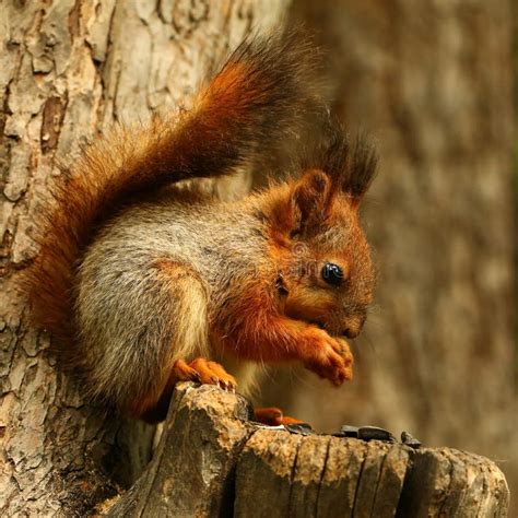 Baby squirrel stock photo. Image of food, eats, close - 55992638