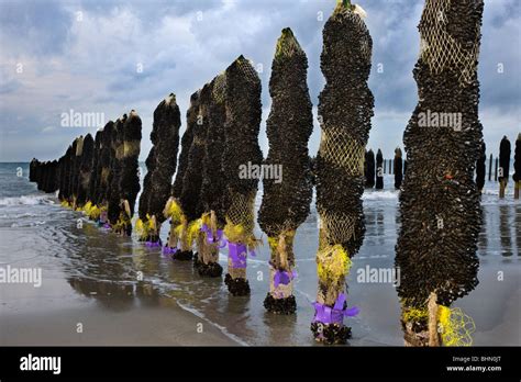 Mussel culture / farming on the beach of Cap Gris Nez, Côte d'Opale ...