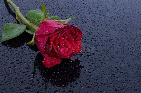 Red Rose Flower on Water Drops Stock Photo - Image of beauty, floral ...