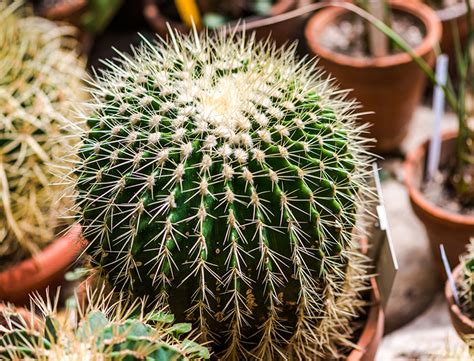 Parodia Magnifica Guide: How to Grow & Care for the "Ball Cactus"