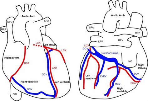 Anatomy of the heart and major coronary vessels in anterior (left) and... | Download Scientific ...