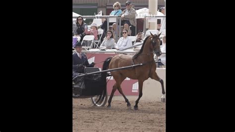 SCOTTSDALE - ARABIAN HORSE SHOW 2023 - Arabian Insider