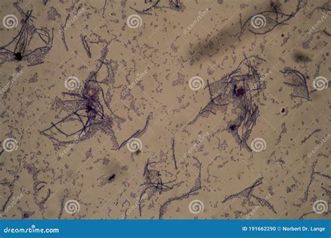 Rod-shaped bacteria 400x stock illustration. Illustration of germs ...