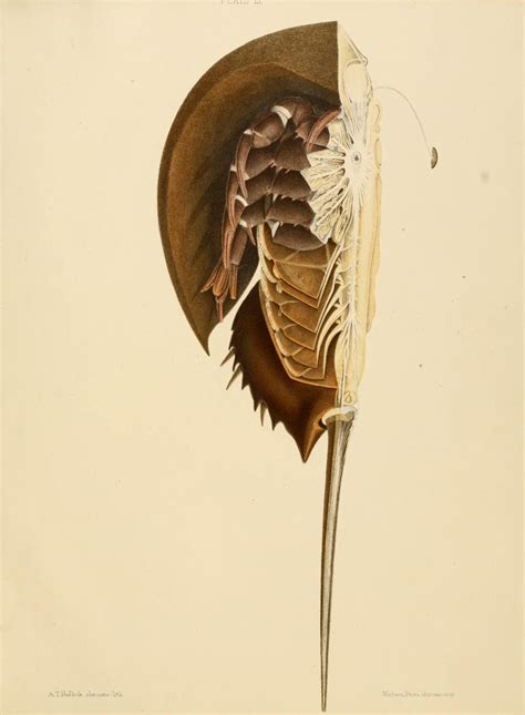 1878 Anatomy of the king crab (Limulus polyphemus, Latr.) / - Biodiversity Heritage Library ...