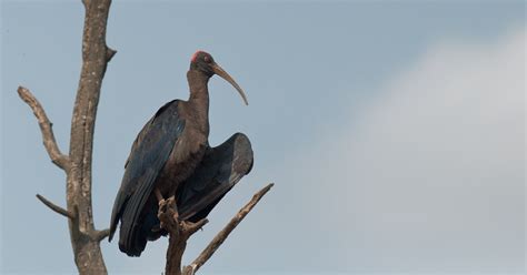 Mostly Indian Birds: Wildlife of Gir