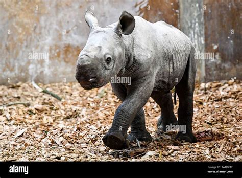 A baby male eastern black rhinoceros inside its enclosure at Folly Farm, Pembrokeshire, Wales ...