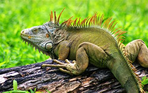 Iguana Big Green Lizard Pictures For Your Desktop Hd Wallpaper ...