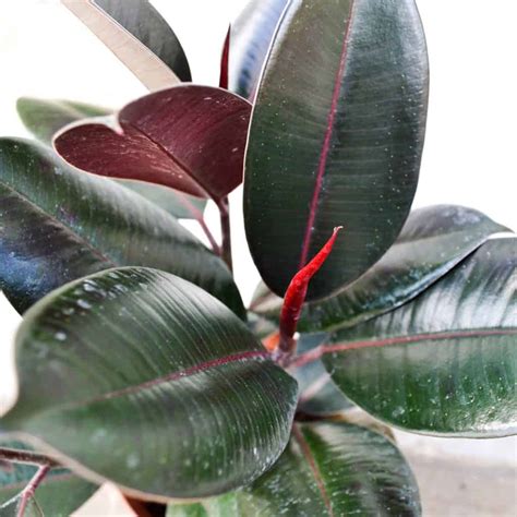 Rubber Tree - 6" Houseplant - Grimm's Gardens