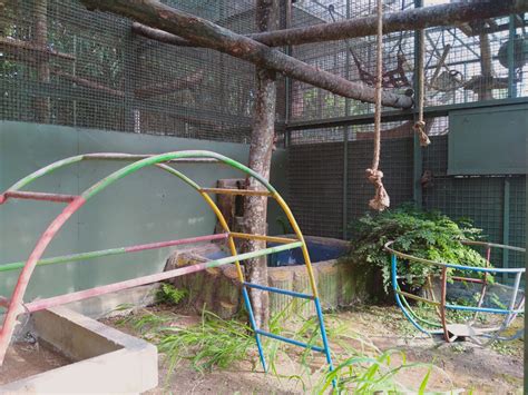 Beragam Bentuk Enrichment Makaka, Unik Banget! - Yayasan IAR Indonesia