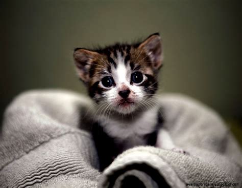 Cute Baby Wild Cats | Wallpapers Gallery