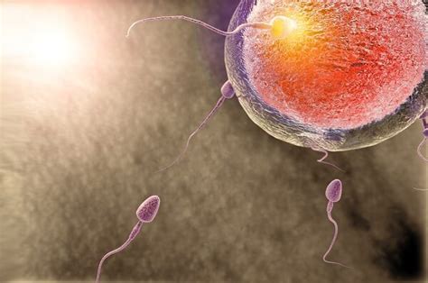 The Anatomy and Function of Sperm - Viera Fertility