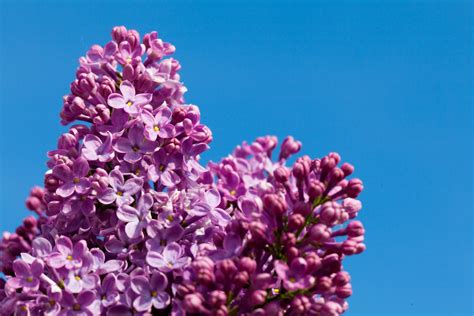 Purple Lilac And Sky Free Stock Photo - Public Domain Pictures