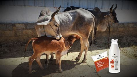 Vrindavan Farms - A2 Desi Cow Milk