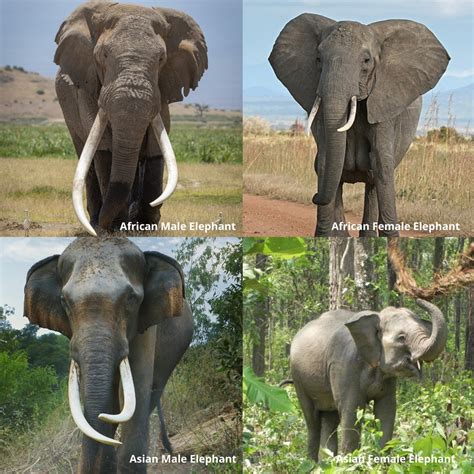 Fun Facts Friday: Elephant... - Elephant Aid International