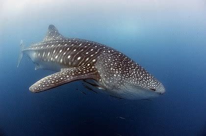 Animals & Pets: Baby Whale Shark