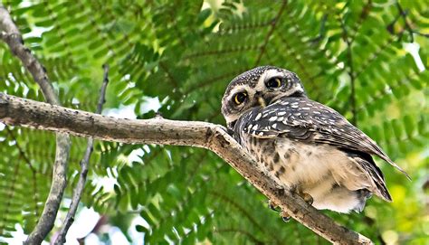 How to protect spotted owls and the forest - Futurity