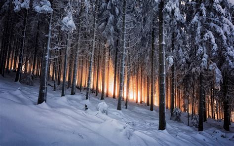 Hintergrundbilder : Sonnenlicht, Bäume, Landschaft, Wald, Natur, Schnee, Winter, Ast, Eis, Frost ...