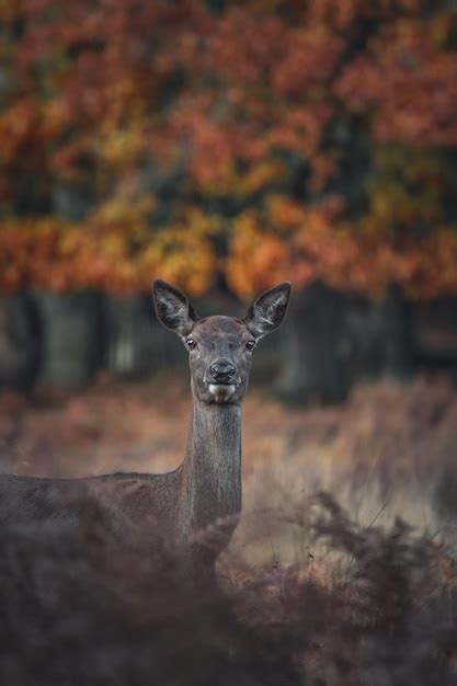 Premium Photo | Portrait of deer standing in forest