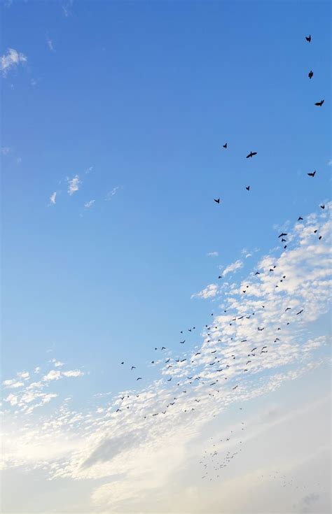 Sky, clouds and birds | Birds in the sky, Sky photography, Clouds