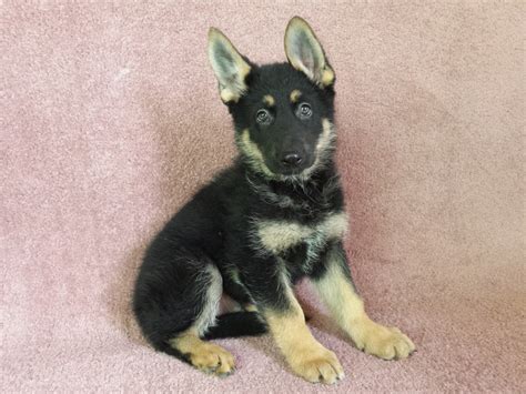 German Shepherd Puppies For Sale | Oklahoma City, OK #256249