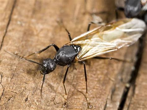 NJ Ant Control Pros Discuss Ants With Wings In Houses