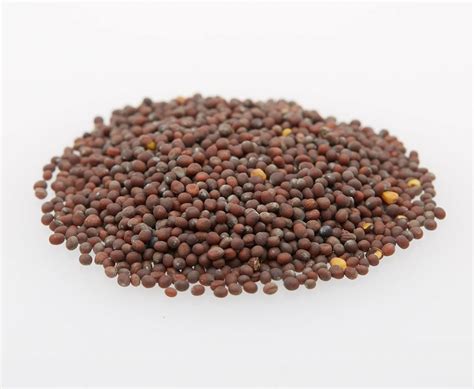 Brown Mustard Seeds - Shashi Foods